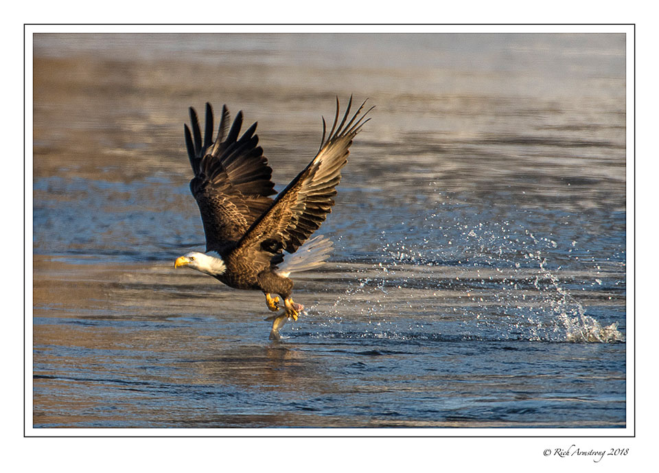 eagle-1-with-fish-copy.jpg