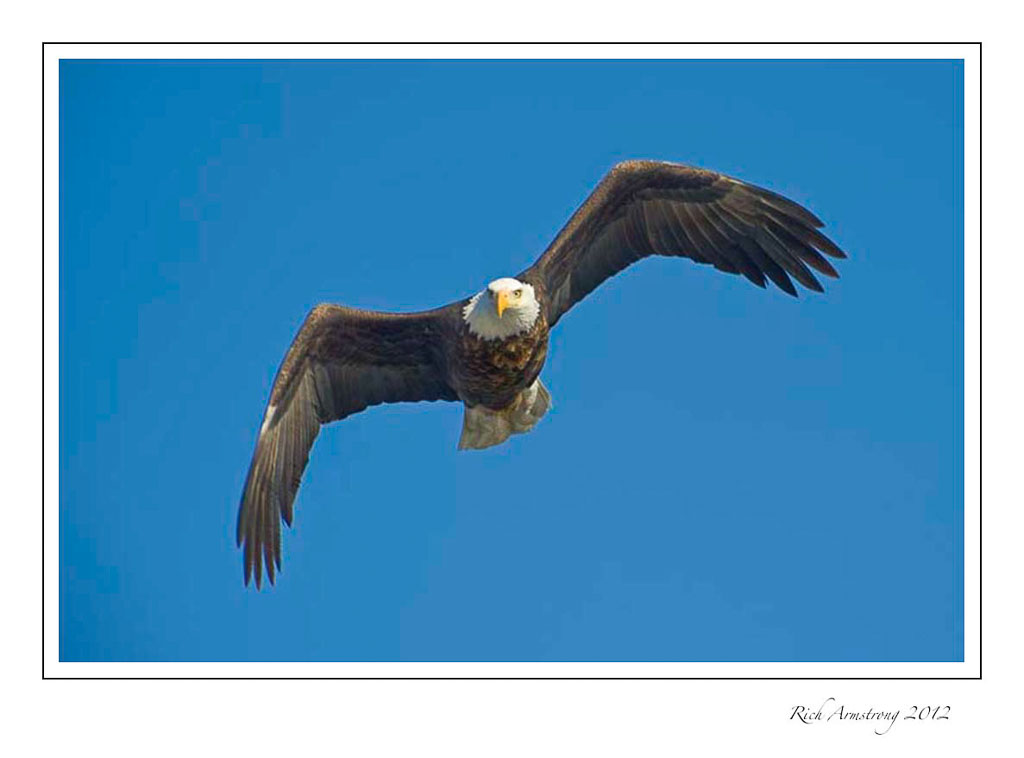 eagle-in-flight-4-frm.jpg
