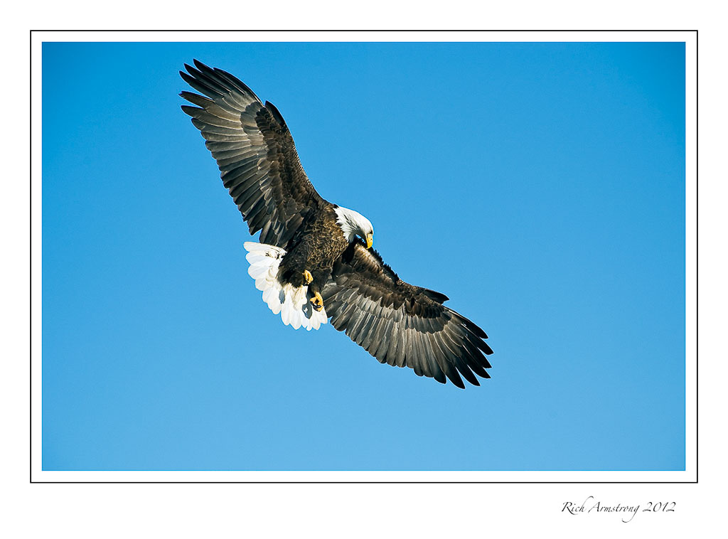 eagle-in-flight-5-frm.jpg