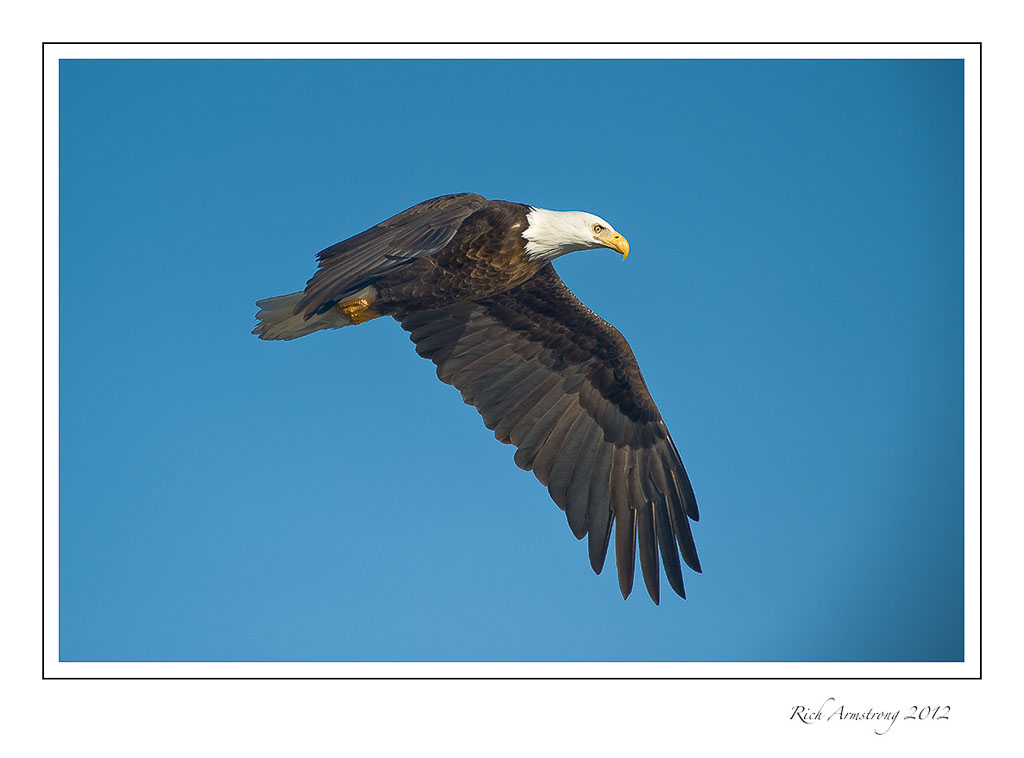 eagle-in-flight-9-frm.jpg