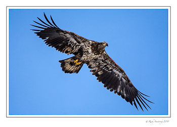 Eagle-2-Imm.-copy.jpg