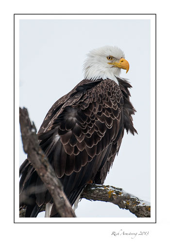 Eagle-9b-frm.jpg