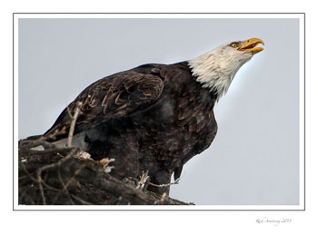Eagle-landing-1-frm.jpg