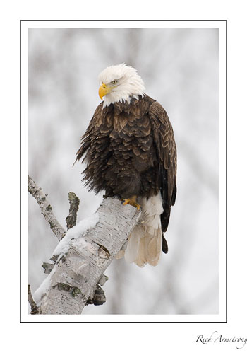 Eagle-on-birch-23-frm.jpg