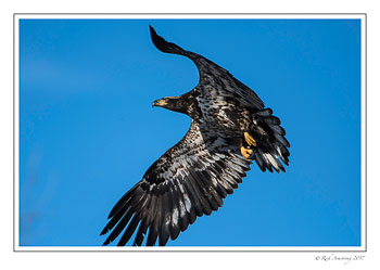 Immature-bald-eagle-1-copy.jpg