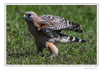 Red-shouldered-hawk-1-copy.jpg