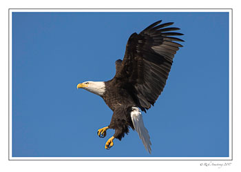 bald-eagle-2-copy.jpg