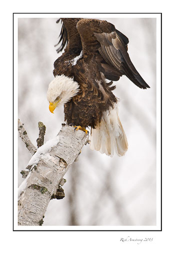 bald-eagle-4-frm.jpg
