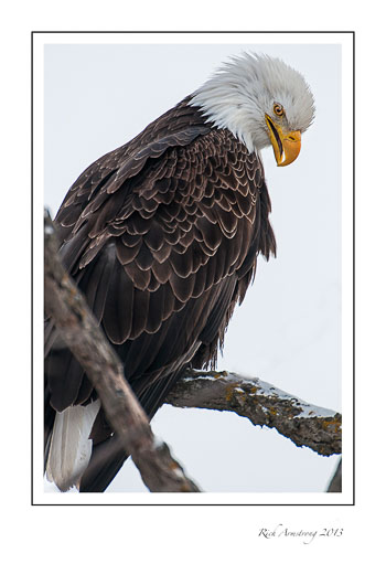 eagel-1b-frm.jpg