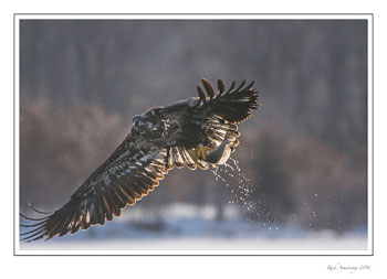 eagle-1.jpg