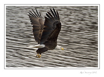eagle-10-frm.jpg