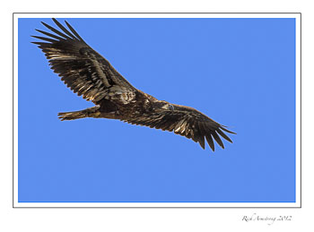 eagle-11-frm.jpg