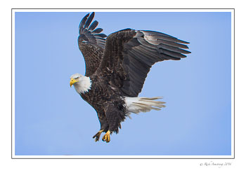 eagle-11b2frm.jpg
