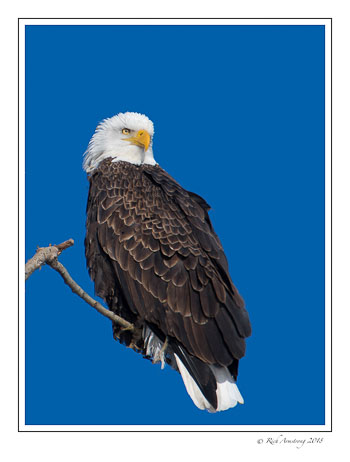 eagle-12-18-3-copy.jpg