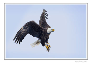 eagle-12bfrm.jpg