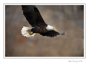 eagle-14-frm.jpg