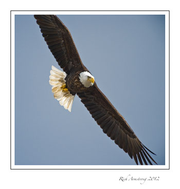 eagle-15-frm.jpg