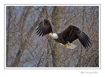 eagle-17-frm.jpg