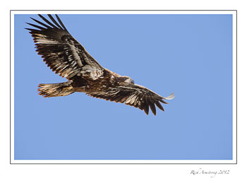 eagle-18-frm.jpg