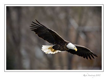 eagle-19-frm.jpg