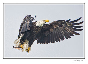 eagle-1J-frm-n-fish.jpg