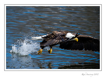 eagle-25-frm.jpg