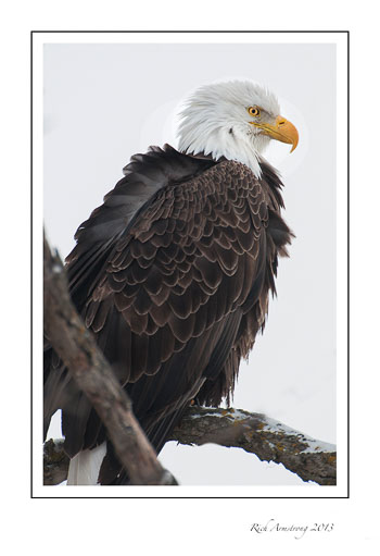 eagle-2b-frm.jpg