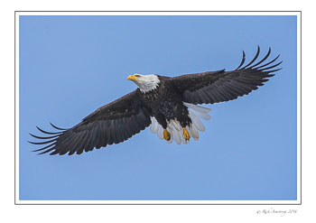 eagle-2cfrm.jpg
