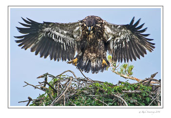 eagle-2f-frm.jpg