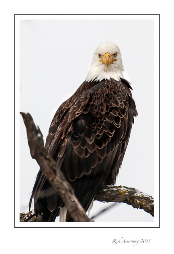 eagle-3b-frm.jpg
