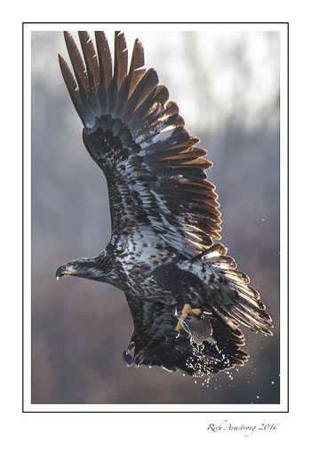 eagle-3f.jpg
