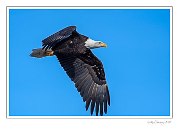 eagle-4-copy.jpg