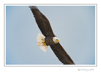 eagle-4-frm.jpg