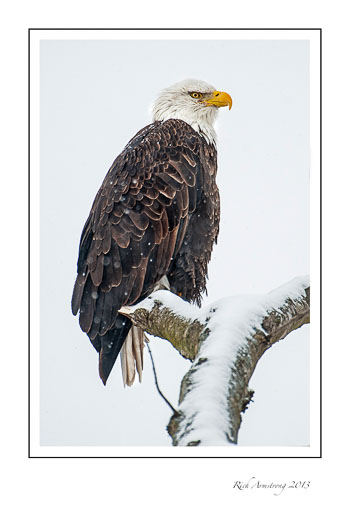 eagle-4a-frm.jpg