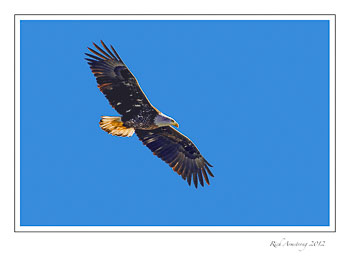 eagle-4c-frm.jpg