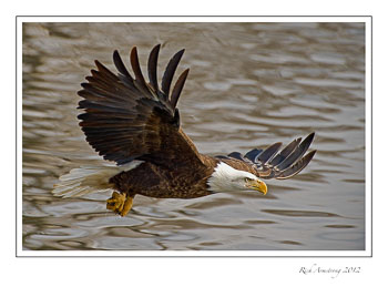 eagle-5-frm.jpg