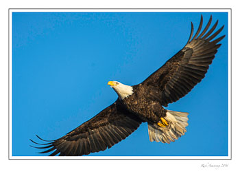 eagle-5a-frm.jpg