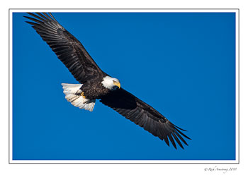 eagle-6-18-2-copy.jpg