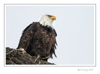 eagle-6a-frm.jpg