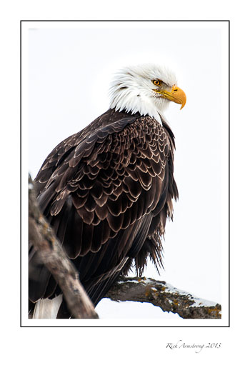 eagle-6b-frm.jpg