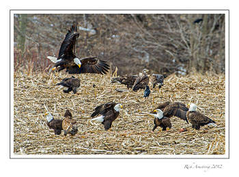 eagle-6c-frm.jpg