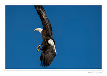 eagle-7-copy.jpg