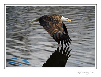 eagle-7-frm.jpg