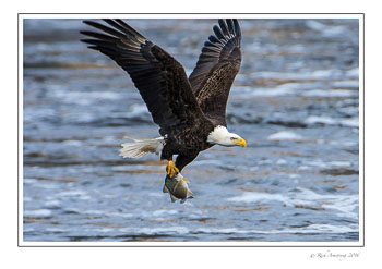eagle-7b.jpg