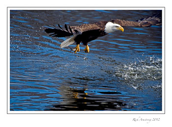 eagle-8-frm.jpg