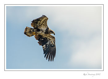 eagle-8a-frm.jpg