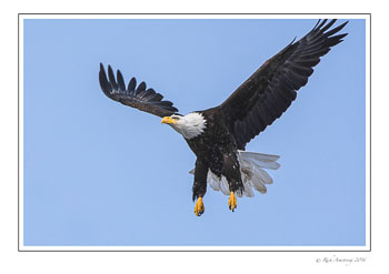 eagle-8cfrm.jpg