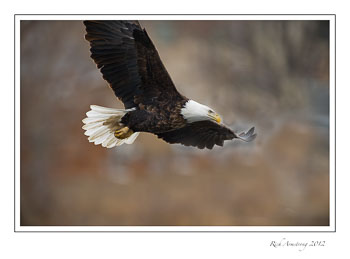 eagle-9-frm.jpg