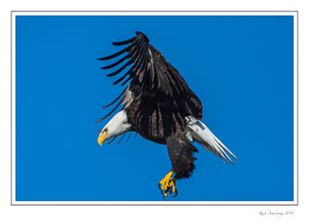 eagle-9a-frm.jpg