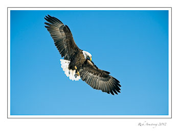 eagle-in-flight-5-frm.jpg
